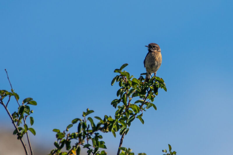 Tarier pâtre femelle